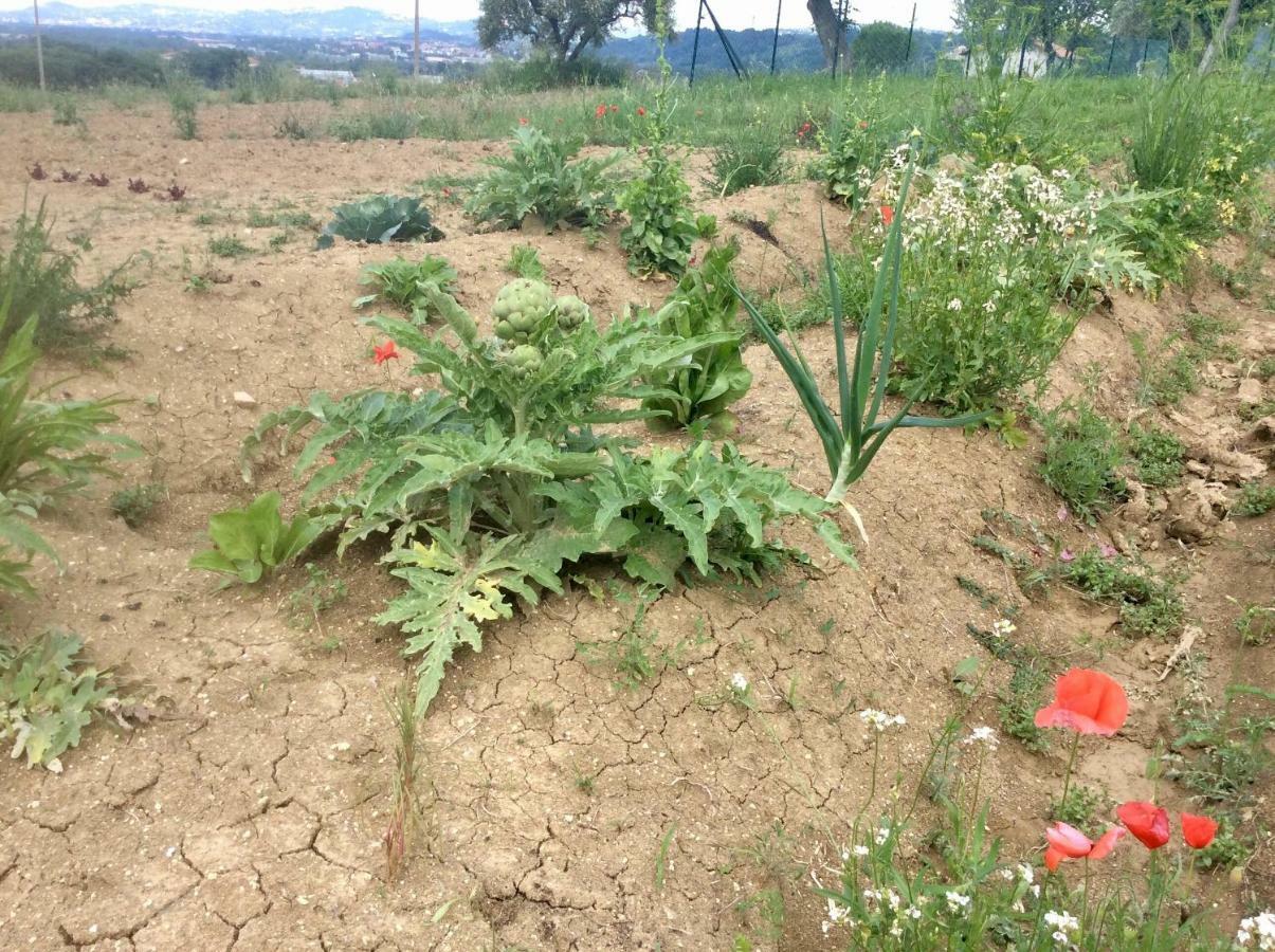 Le Terre D'Abruzzo Guest House Alanno Екстериор снимка